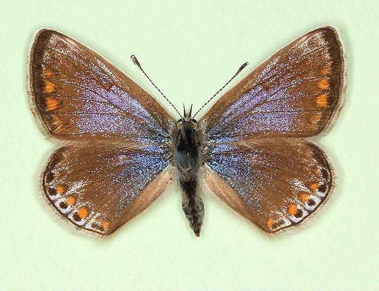 Polyommatus icarus female (aberrant form postico + caeruleolunulata) (Internet Image property of respective owner, non-commercial use only)